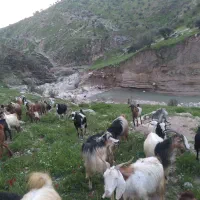 معاوضه بز با کهره و بره نر.