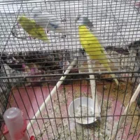 دو جفت مرغ عشق به شرط|پرنده|خمینیشهر, |دیوار