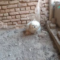 سلام ۶ماه هست