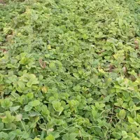 نهال توت فرنگی کاماروس پابلند|خدمات باغبانی و درختکاری|خان ببین, |دیوار