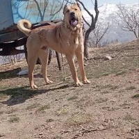 واگذاری سگ سرابی