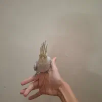 عروس هلندی دستی بالغ ماده|پرنده|شاهدشهر, |دیوار