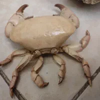 سرگرمی و فراغت|گل و گیاه طبیعی|تهران, مجیدآباد|دیوار