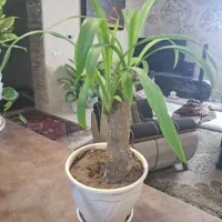 گل طبیعی با ۵ پاجوش و هردوگل معاوضه هم دارم