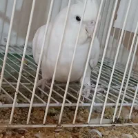 عروس البینیو لوتیتو بشرط قیمت مناسب|پرنده|مشهد, گلبرگ|دیوار