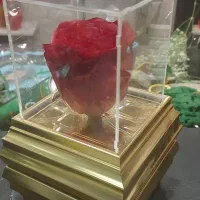 رز جاویدان دو رنگ هدیه خاص و ماندگار