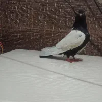 جفت سینه ای|پرنده|چمران, |دیوار