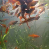 گوپی و دم شمشیری|ماهی|اهواز, لشکرآباد|دیوار