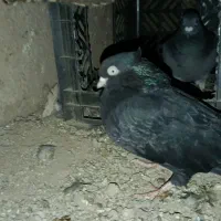 گوشی نونو سالم بدون استفاده     کبوتر