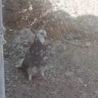 کبوتر