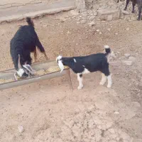 بز بزغاله