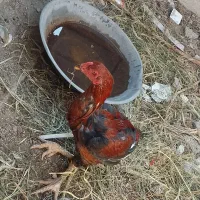 دو عدد خروس فروش فوری|پرنده|توکهور, |دیوار