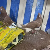 جفت سرخ وزرد دم سفید|پرنده|اهواز, عین ۲|دیوار