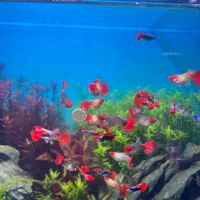 انواع ماهی آکواریومی گوپی وارداتی کمیاب