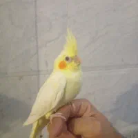 طوطی