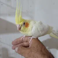 عروس مولد فروش معاوضه بادوچرخه قناری گلدین کفتر|پرنده|مشهد, سرافرازان|دیوار