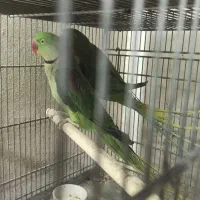 شاه طوطی اسکندر|پرنده|قم, باجک یک|دیوار