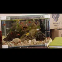 تترا نعون ، مولی، تترا چش قرمز ،گوپی، حلزون