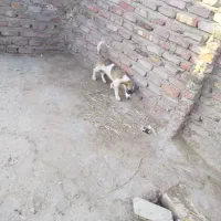 سگ پاکوتاه بازی گوش|سگ|زاهدان, |دیوار