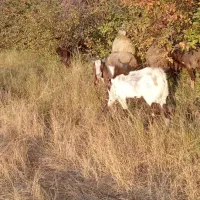 بز پاکستانی|حیوانات مزرعه|زند, |دیوار