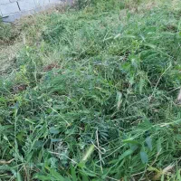 علف تازه