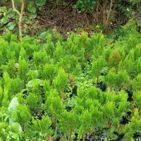 گل وگیاه|گل و گیاه طبیعی|کلاچای, |دیوار