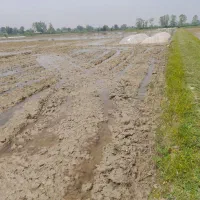 فروش زمین کشاورزی شهید شیرودی ، لاکان|فروش زمین و ملک کلنگی|رشت, لاکان|دیوار