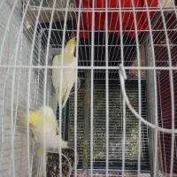 عروس پاریس|پرنده|کارون, |دیوار