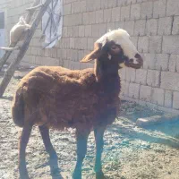 فروش بره نر|حیوانات مزرعه|سیلوانه, |دیوار