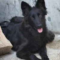 توله ژرمن بلک موبلند|سگ|شیراز, شهرک بزین|دیوار