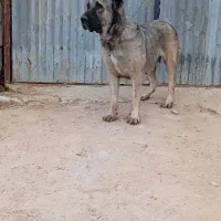 سراب اصلی ماده
