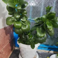 طلای سرسبز|جواهرات|خرمآباد, |دیوار