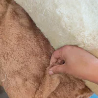 پارچه خز دو رو|لوازم خیاطی و بافتنی|شیراز, باغ تخت|دیوار