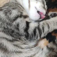 واگذاری رایگان گربه|گربه|تهران, مینای شمالی (مخبر)|دیوار