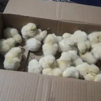 جوجه ۴ روزه واکسن زده