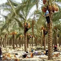 کارگر خرما