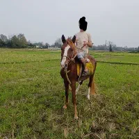 اسب جوان 3سال|اسب و تجهیزات اسبسواری|کوچصفهان, |دیوار