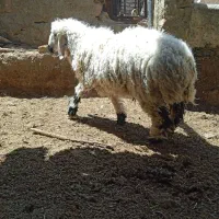 گوسفند بره بز قربانی
