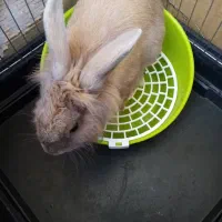 خرگوش سالم سالم تربیت شده و کاملا اهلی