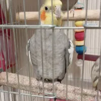 یک جفت عروس هلندی مولد سرحال|پرنده|تهران, حشمتیه|دیوار