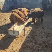 7 عدد بره ماده داشتی سالم و پور خوراک