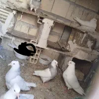 طوقی