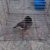 مرغ مینا جوجه|پرنده|فسا, |دیوار