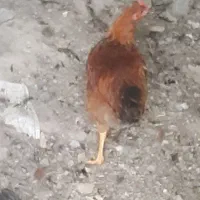 خروس ۶ ماهه