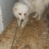 یک عدد سگ پاپی