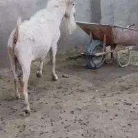 نر بز افشاری