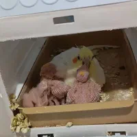 عروس به دو جوجه سر حال