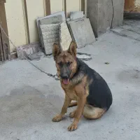 سگ ژرمن ماده