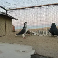 دم سفید|پرنده|شیراز, فرهنگ شهر|دیوار