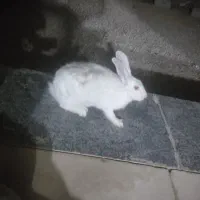 خرگوش